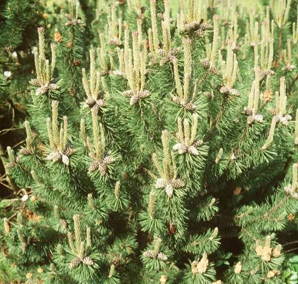Pinus mughus