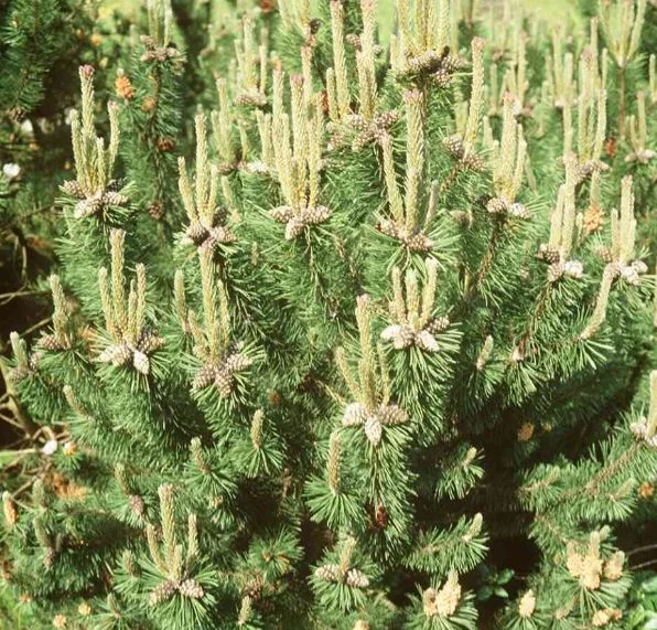 Pinus mugo