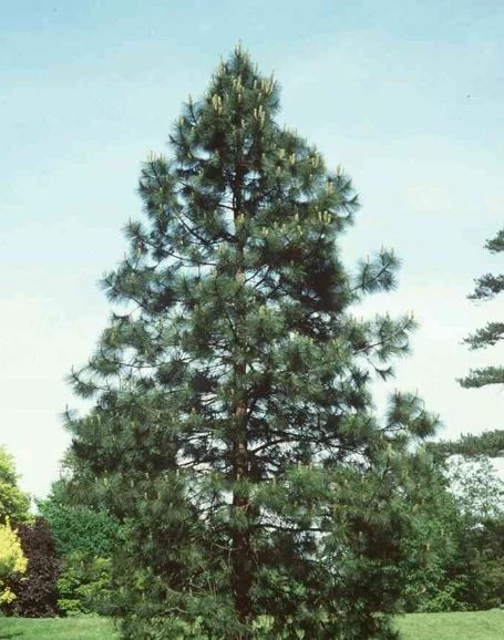 Pinus ponderosa
