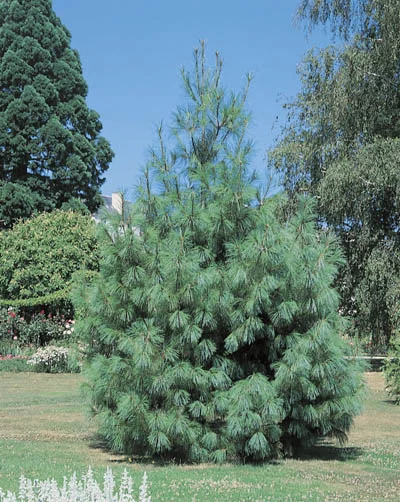Pinus wallichiana