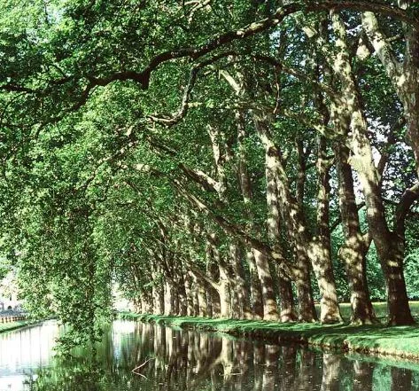 Platanus hybrida