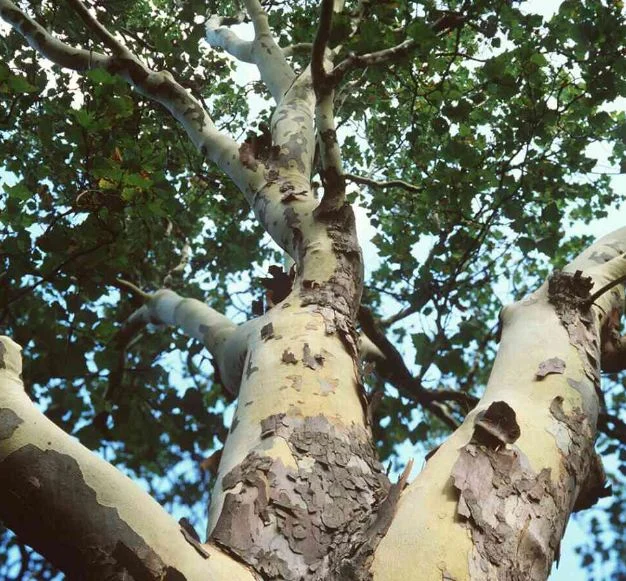 Platanus occidentalis