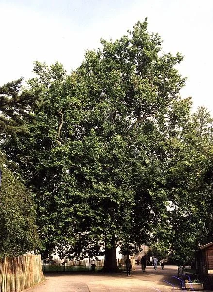 Platanus orientalis