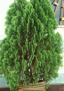 Platycladus orientalis