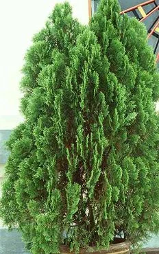 Platycladus stricta