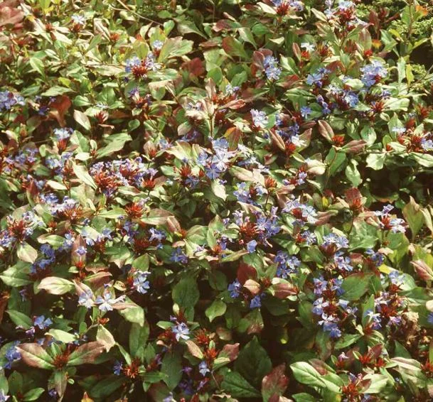 Plumbago larpentiae