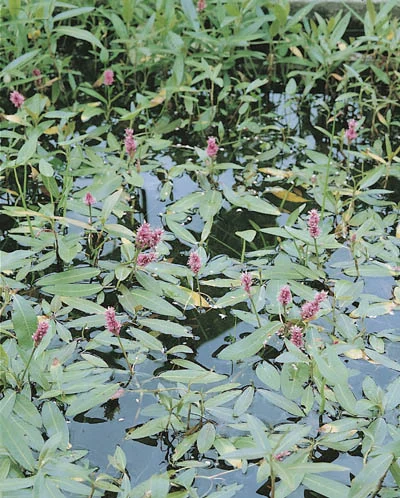 Polygonum amphibium