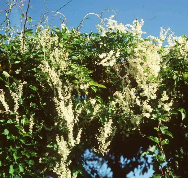 Polygonum baldschuanicum