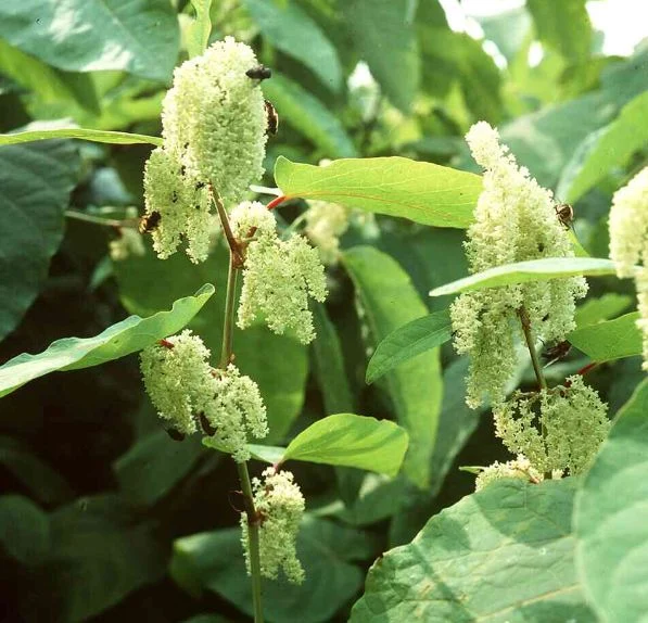 Polygonum sachalinense