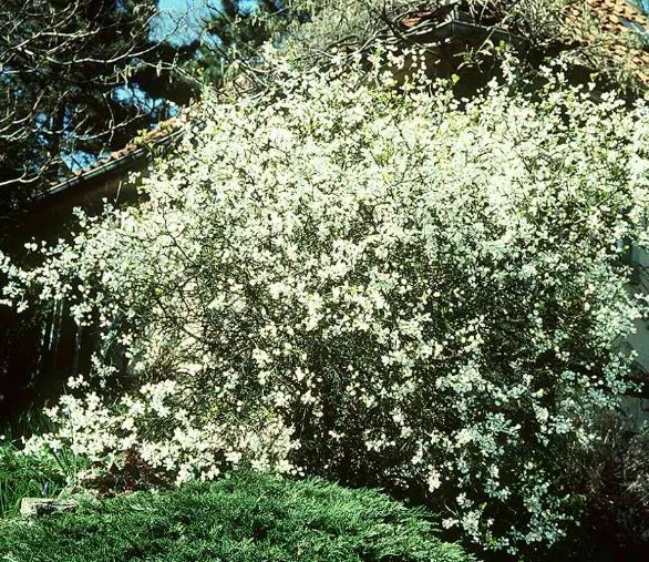 Poncirus trifoliata