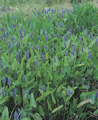 Pontederia cordata
