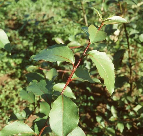 Populus simonii