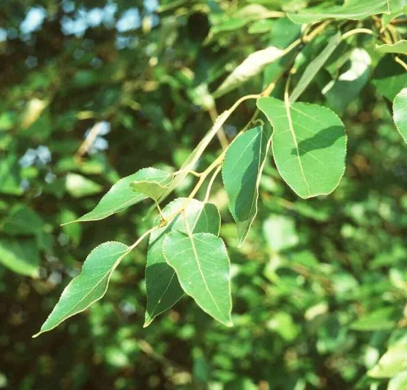 Populus trichocarpa