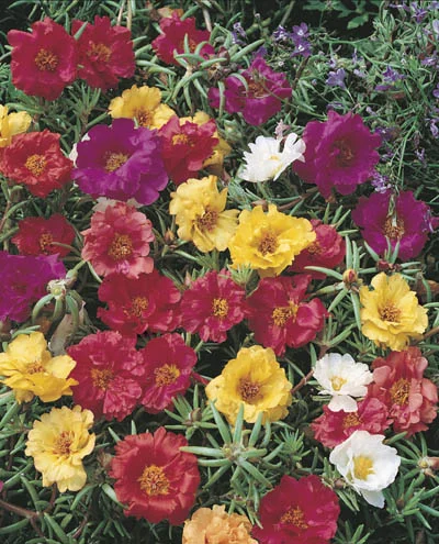 Portulaca grandiflora