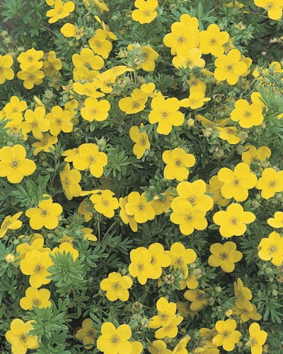 Potentilla fruticosa  Goldfinger