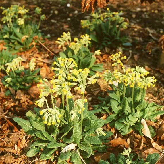 Primula veris
