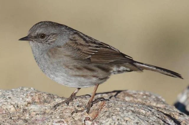 Prunella modularis