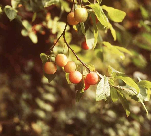 Prunus cerasifera