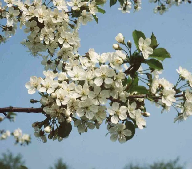 Prunus cerasus