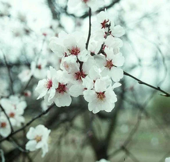 Prunus dulcis