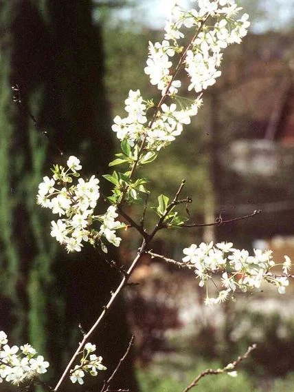 Prunus fruticosa