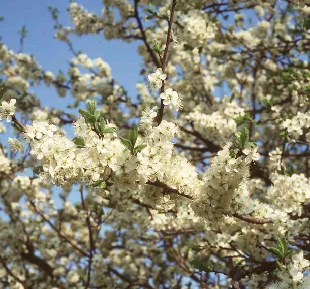 Prunus insititia