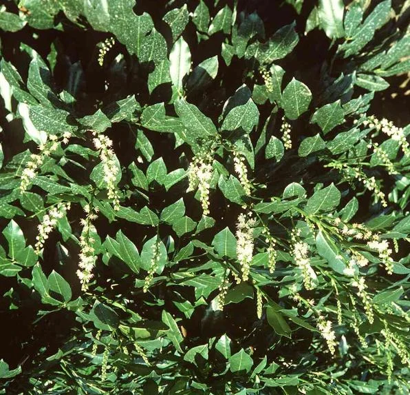 Prunus Laurocerasus Hebergii