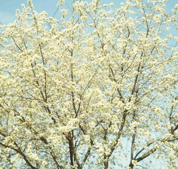 Prunus mahaleb