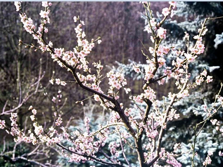 Prunus persica