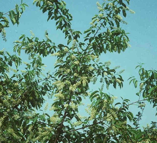 Prunus serotina