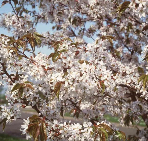Prunus serrulata