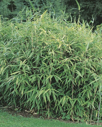 Pseudosasa japonica