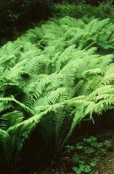 Pteretis struthiopteris