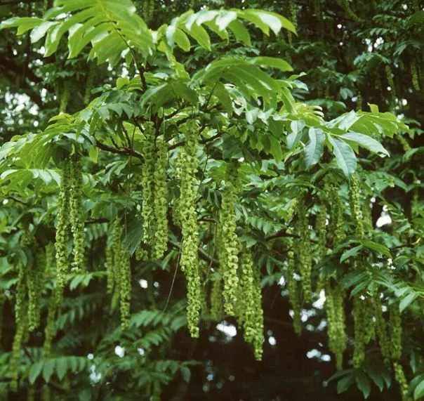 Pterocarya caucasica
