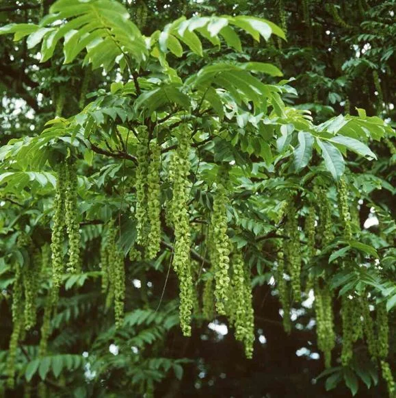 Pterocarya fraxinifolia