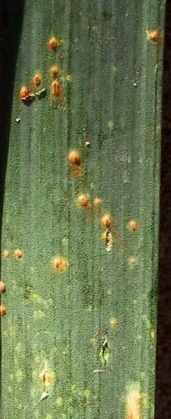 Puccinia Allii