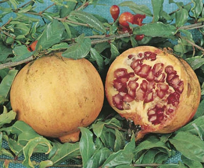 Punica granatum