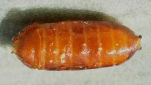 Pupe Phytomyza Gymnostoma