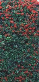 Pyracantha coccinea