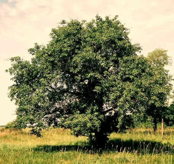 Pyrus communis