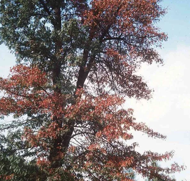 Pyrus domestica (L.) Sm.