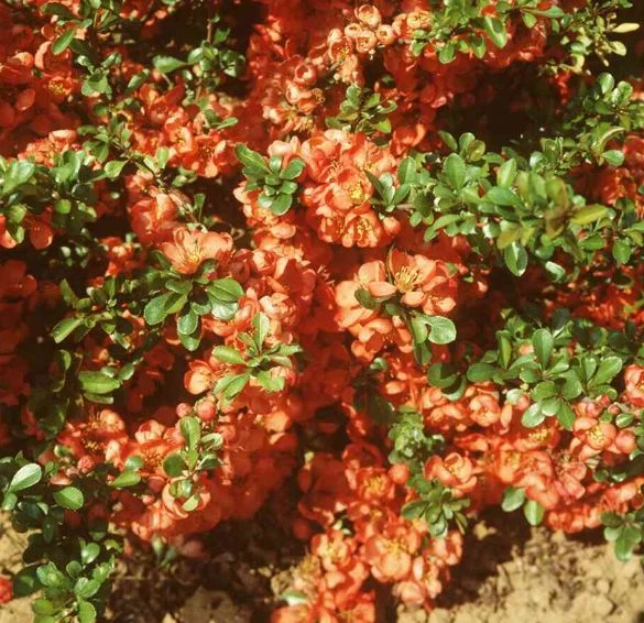 Pyrus japonica