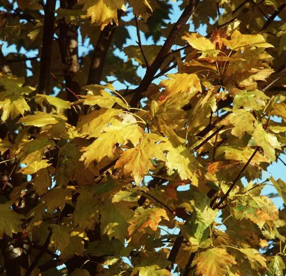 Pyrus torminalis