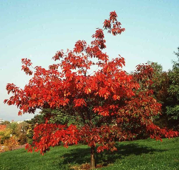 Quercus borealis