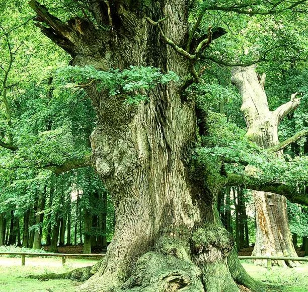 Quercus fastigiata