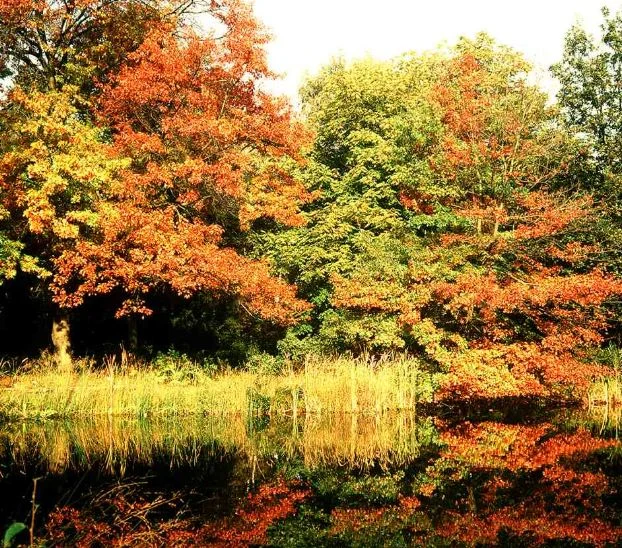 Quercus palustris