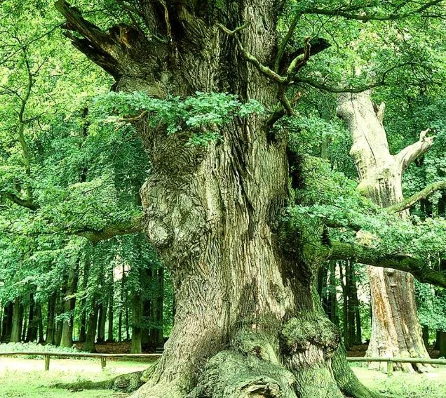 Quercus pedunculata