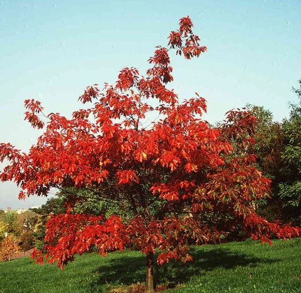 Quercus rubra