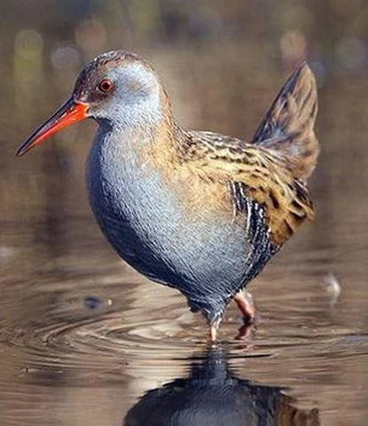 Rallus aquaticus