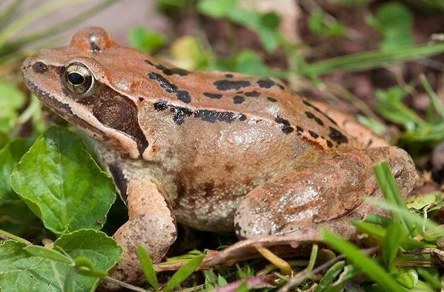 Rana temporaria